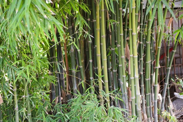 Folhas Bambu Verde Jardim Natureza — Fotografia de Stock