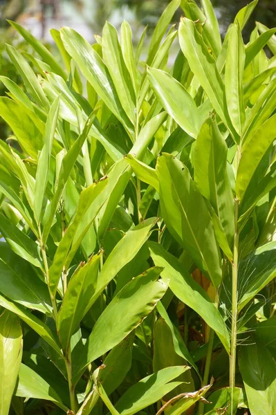 Grüner Ingwerbaum Naturgarten — Stockfoto