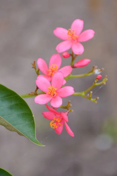 Jatropha Integerrima Flor Jardín Naturaleza — Foto de Stock