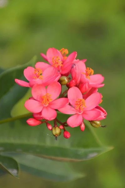 Рожева Квітка Цілочисельної Джатрофи Саду — стокове фото