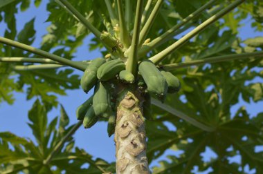 Meyve bahçesinde yeşil papaya ağacı