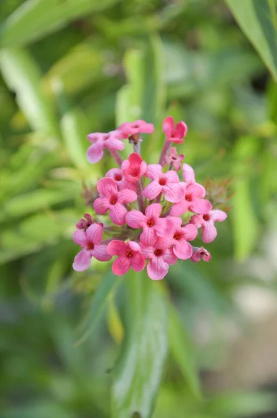 Doğa Bahçesinde Pembe Panama Gülü — Stok fotoğraf