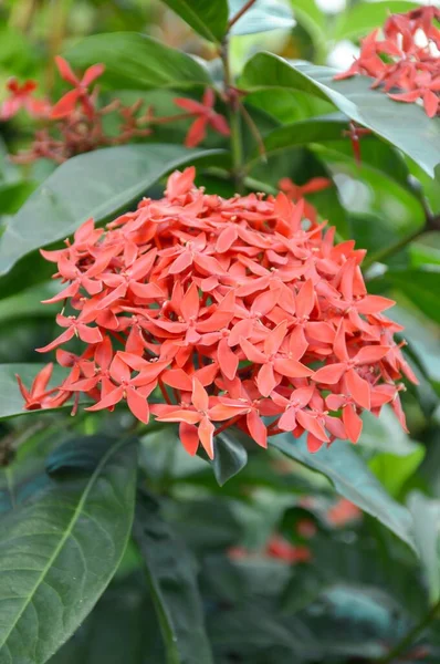 Красный Цветок Ixora Coccinea Саду Природы — стоковое фото