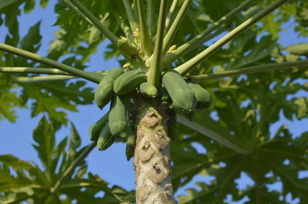 Grøn Papaya Træ Frugt Haven - Stock-foto