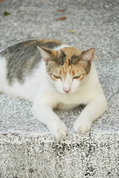 Close Schattig Kat Cement Vloer — Stockfoto