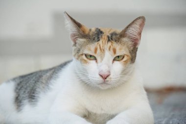 Çimento zeminindeki sevimli kediyi kapat.