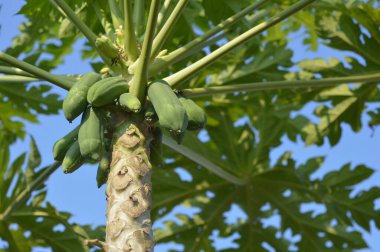 Doğa bahçesinde taze yeşil papaya ağacı