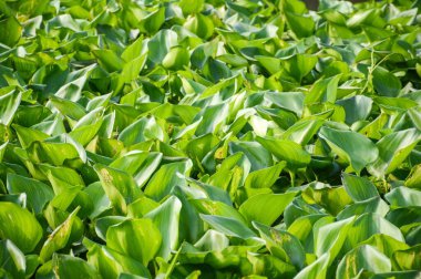 Doğa bahçesinde taze yeşil su sümbülü bitkisi