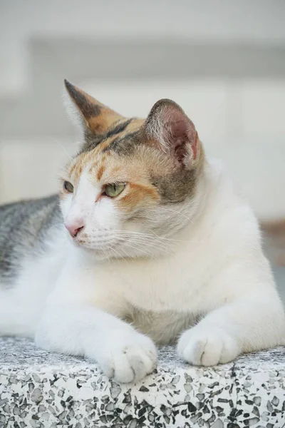 Primer Plano Lindo Gato Cemento Piso —  Fotos de Stock