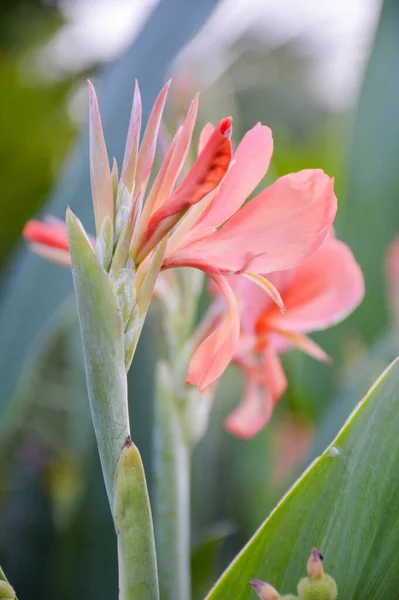 Orange Canna Indica Naturgarten — Stockfoto