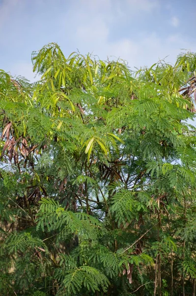 Свежие Зеленые Листья Лейкаены Саду Природы — стоковое фото