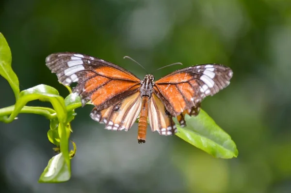 Fechar Bela Borboleta Folhas Verdes — Fotografia de Stock