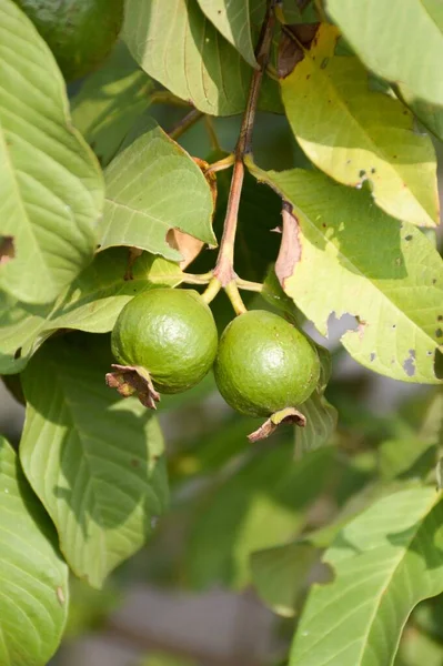 Πράσινο Guava Στον Κήπο Φρούτων — Φωτογραφία Αρχείου