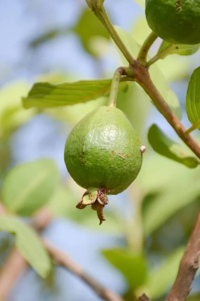 Grüne Guave Obstgarten — Stockfoto