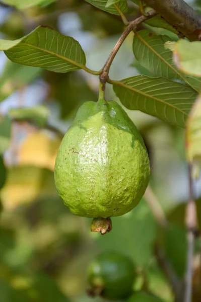 Goyave Verte Dans Jardin Fruits — Photo