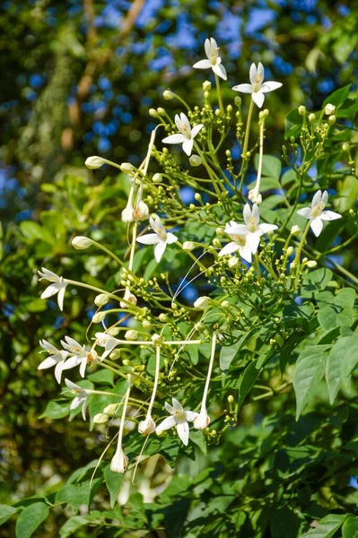 Millingtonia Hortensis Květina Přírodě Zahrada — Stock fotografie