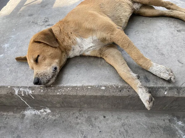 Dog Sleeping Cement Floor — Stock Photo, Image