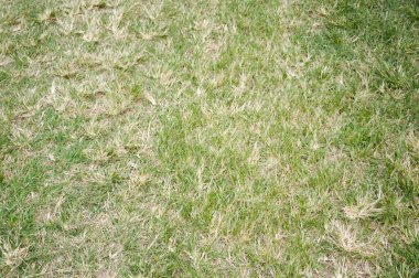 Yeşil çim dokusu kadar kapatın