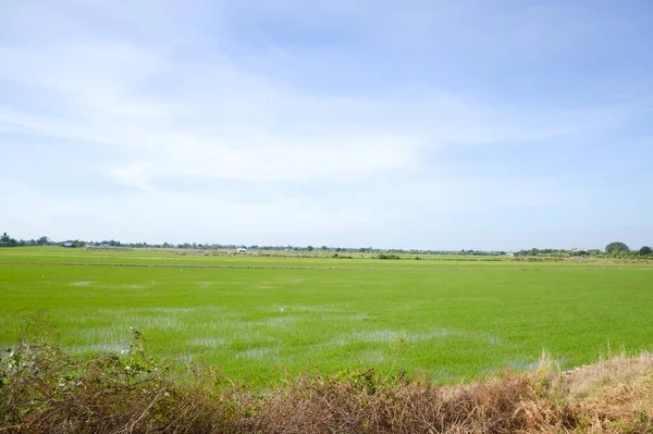 Зелений Рис Таїланді — стокове фото