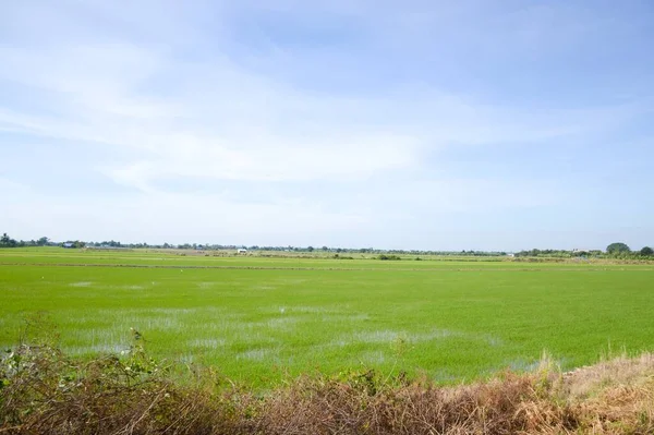 Pohon Padi Hijau Negara Thailand — Stok Foto