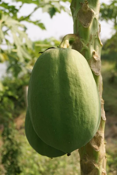 自然の庭で新鮮な緑のパパイヤの果物 — ストック写真