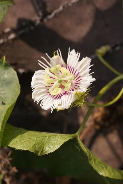 Passiflora Foetida Blanca Flor Jardín Naturaleza —  Fotos de Stock