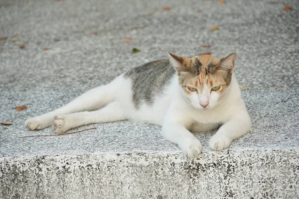 セメントの床でかわいい猫を閉じます — ストック写真