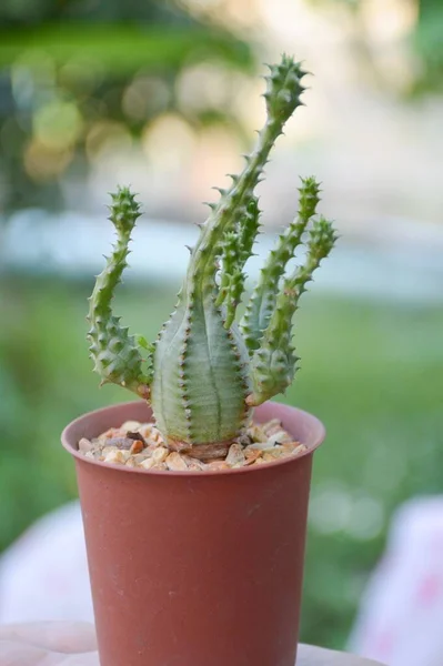 Färskt Grönt Kaktusträd Naturträdgården — Stockfoto