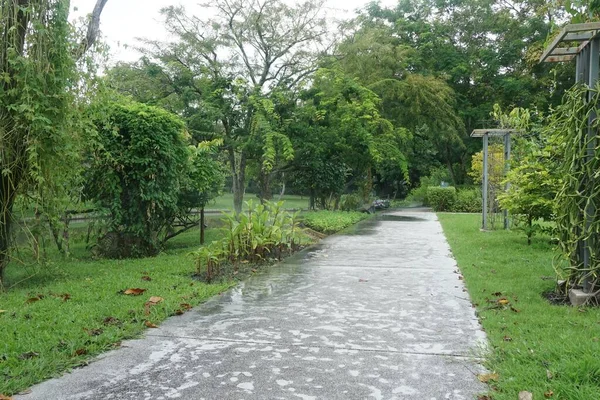 Gehweg Aus Nächster Nähe Naturgarten — Stockfoto