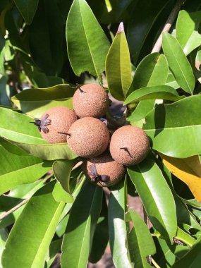 Doğa bahçesinde taze manilkara zapota meyvesi