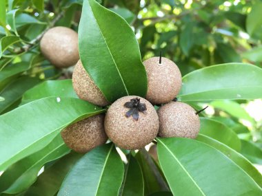 Doğa bahçesinde taze manilkara zapota meyvesi