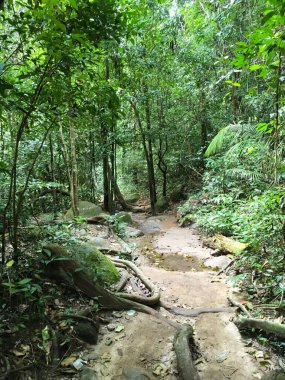Khao Chamao, Rayong, Tayland 'da doğa yolu.
