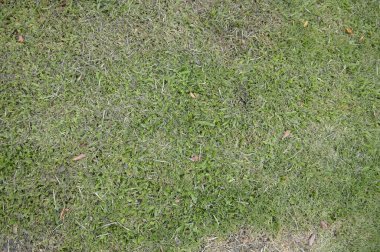 Doğa bahçesindeki taze yeşil çimenleri kapatın.