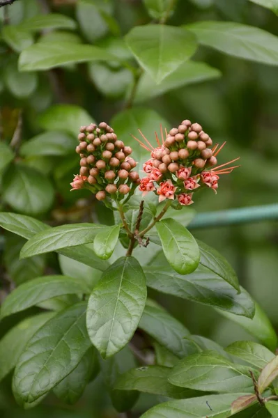 Czerwony Combretum Erythrophyllum Kwiat Ogrodzie Natury — Zdjęcie stockowe