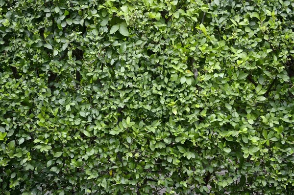 自然花园中的新鲜绿色石榴植物 — 图库照片