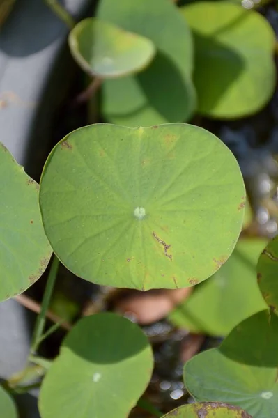 Frische Grüne Lotusblätter Naturgarten — Stockfoto