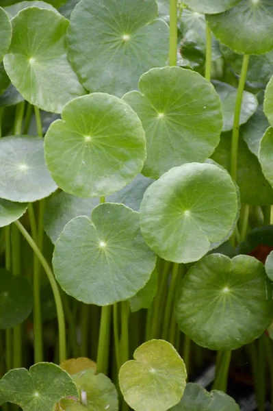 Acqua Dolce Verde Pennywort Pianta Nel Giardino Della Natura — Foto Stock