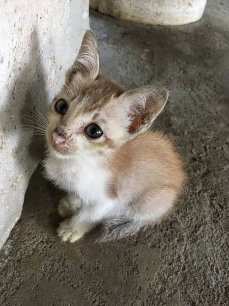 Gros Plan Mignon Chat Sur Sol Ciment — Photo