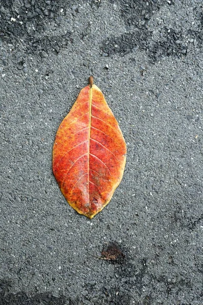 Сухие Листья Цементном Полу — стоковое фото