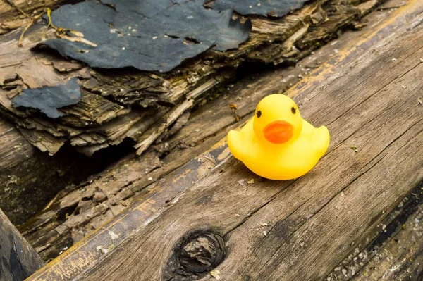 Gelbe Kleine Entenpuppe Auf Dem Holz Garten — Stockfoto
