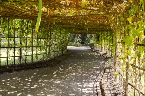Pflanzentunnel Naturgarten — Stockfoto