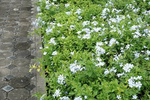 Doğanın bahçesinde Plumbago Auriculata çiçeği