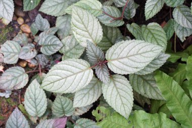 Taze Hemigraphis Alternata Bitkisi Doğa Bahçesinde