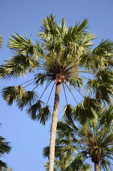 Areca Catechu Árbol Jardín Natural — Foto de Stock