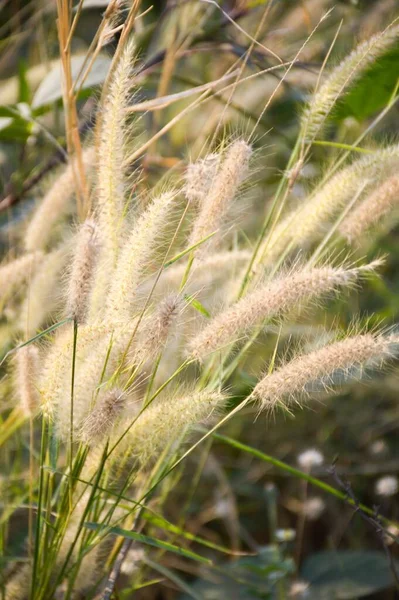 Herbe Fleur Dans Nature Jardin — Photo