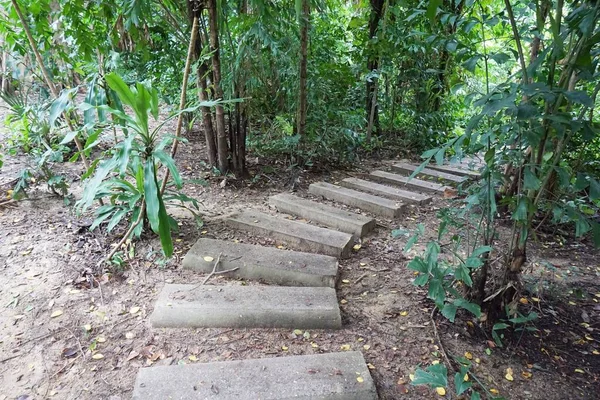 Pasarela Naturaleza Bosque País Tailandia —  Fotos de Stock