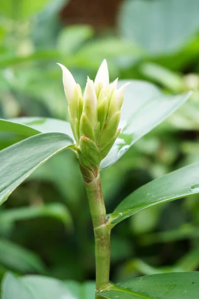 Costus Specousus Çiçek Doğa Bahçesinde — Stok fotoğraf