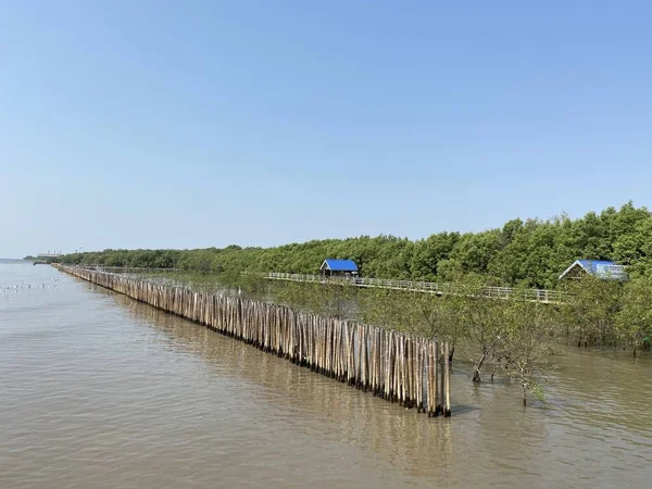 Bosque Manglares País Tailandia — Foto de Stock