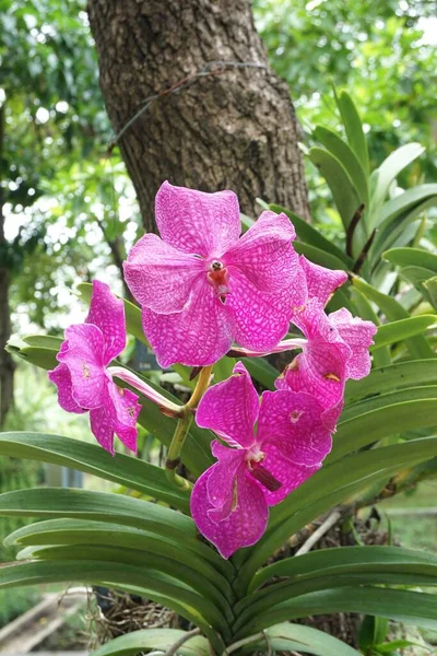 Orchidej Květiny Zahradě Přírody — Stock fotografie