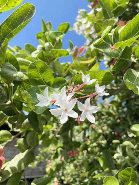 Fleur Karonda Blanche Dans Jardin — Photo